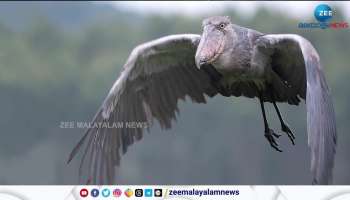 Shoebill the human sized african bird that eats crocodile