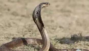 Snake Bites Passenger: ട്രെയിനിൽ നിന്ന് യുവാവിനെ കടിച്ചത് പാമ്പ് തന്നെ; സ്ഥിരീകരിച്ച് ഡോക്ടർ, യുവാവിന്റെ ആരോ​ഗ്യനില തൃപ്തികരം