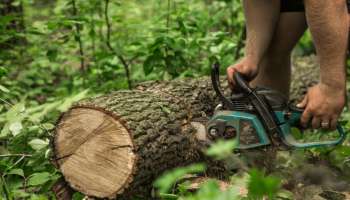 Wayanad Tree Cutting Case: വയനാട്  അനധികൃത  മരം മുറി കേസിൽ ഡിഎഫ്ഒയ്ക്ക് അടക്കം സസ്പെൻഷൻ