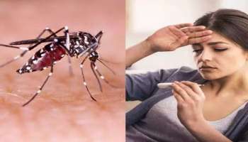 Dengue Fever: ഇടവിട്ടുള്ള മഴ; ഡങ്കിപ്പനി പടരാൻ സാധ്യത, രോഗലക്ഷങ്ങങ്ങൾ അറിഞ്ഞിരിക്കണം