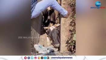 Cow trapped in drainage