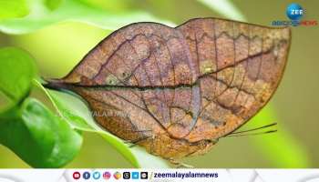 Rare Indian oakleaf butterfly or dead leaf 