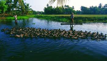 Bird Flu: ആലപ്പുഴ ജില്ലയിൽ രണ്ടിടത്തുകൂടി പക്ഷിപ്പനി സംശയം; ഇറച്ചി, മുട്ട വിൽപനയ്ക്ക് ഏപ്രിൽ 26 വരെ നിരോധനം തുടരും