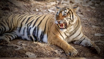 Wild Animal Attack: മൂന്നാറിൽ പുലി കറവ പശുവിനെ ആക്രമിച്ച് കൊലപ്പെടുത്തി