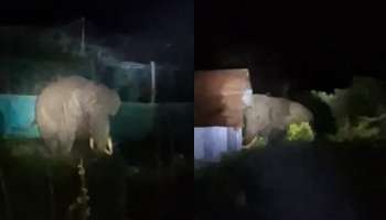 Wild Elephant: വീണ്ടും ജനവാസ മേഖലയിൽ ഭീതി പരത്തി പടയപ്പ; കൃഷികൾ നശിപ്പിച്ചു