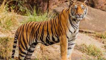 Tiger: മൂന്നാറിലെ ജനവാസ മേഖലയില്‍ കടുവകളിറങ്ങി; ജനവാസ മേഖലയിലെത്തിയത് മൂന്ന് കടുവകൾ