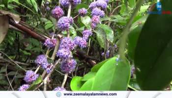 A curious sight was seen in the Knacheri forest in Kuttampuzha, Ernakulam