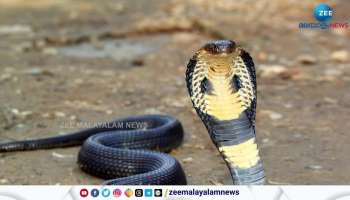 King of the venomous snaked why is the king cobra dangerous