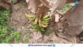 About 4,000 bananas Tree were destroyed in Wayanad in the summer rains that followed severe drought