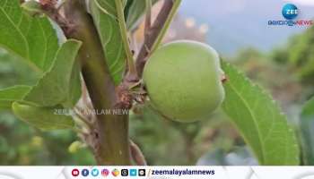 Fruits Farming In Munnar Kanthalloor