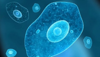 Amoebic Meningoencephalitis Test: പരിശോധനാ ഫലം നെ​ഗറ്റീവ്; നിരീക്ഷണത്തിലായിരുന്ന കുട്ടികൾക്ക് അമീബിക് മസ്തിഷ്കജ്വരമല്ല