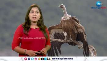 Ruppell's Vulture the highest flying bird