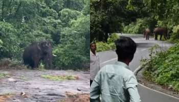 Wild elephant: പട്ടാപ്പകൽ നേര്യമംഗലത്തെ വിറപ്പിച്ച് ഒറ്റക്കൊമ്പൻ; ​ഗതാ​ഗതം തടസപ്പെട്ടു