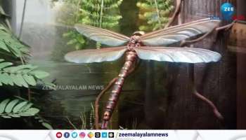 Meganeura, a giant dragonfly that lived 300 million years ago has been discovered