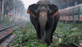 Elephant death in Railway Tracks: ട്രാക്കുകളിൽ ആനകളുടെ ജീവൻപൊലിയുന്നത് അവസാനിക്കുമോ? തമിഴ്നാടിന്റെ പുതിയ നീക്കം