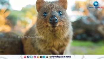 The Happiest Animal on Earth Is the Quokka