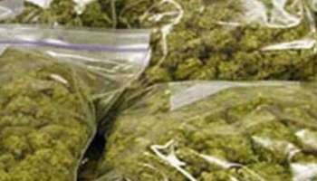 Marijuana Seized: ലോഡ്ജിൽ മുറിയെടുത്ത് കഞ്ചാവ് വിൽപന; ഒരാൾ അറസ്റ്റിൽ, രണ്ടുപേർ ഒളിവിൽ