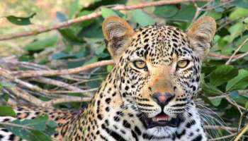 Leopard: അടച്ചിട്ട വീട് വൃത്തിയാക്കാനെത്തിയപ്പോള്‍ മുരള്‍ച്ച, പിന്നാലെ ജനലിലൂടെ നോട്ടം; ഉള്ളിൽ കുടുങ്ങിയത് പുള്ളിപ്പുലി