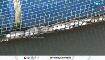 Fishes floated dead in droves again in periyar