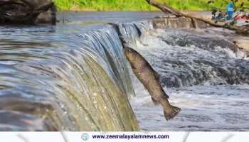 80 percent decline in migratory freshwater fish population