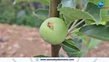 Apple farming in idukki yields a high profit to the farmer