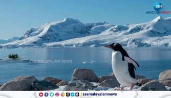 Conservation of Penguin ngos drag environment inister to court south africa