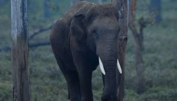 Wild Elephant attack: പുല്‍പ്പള്ളിയില്‍ കാട്ടാന ആക്രമണം; പശുവിനെ കുത്തി, വനം വകുപ്പ് ഉദ്യോഗസ്ഥരെ തടഞ്ഞ് നാട്ടുകാർ