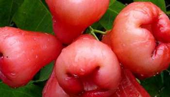 Wax Apple: ചാമ്പക്കയുടെ ഈ ഗുണങ്ങൾ നിങ്ങൾക്ക് അറിയാമോ?