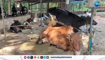 The farmer denied compensation from the minister in the case of mass death of cows in Kollam