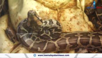 Python eggs found in Kannur have hatched