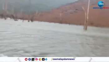 Tiger in Banasura Sagar Dam