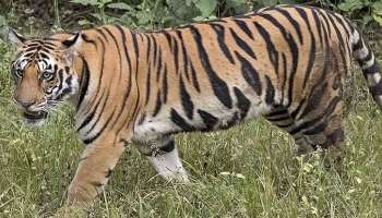 Wayanad Tiger Trapped: വയനാട് കേണിച്ചിറയിൽ ഭീതി പരത്തിയ കടുവ കൂട്ടിലായി
