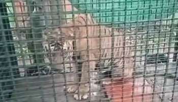 Tiger: കേണിച്ചിറയിൽനിന്ന് പിടികൂടിയ കടുവയെ തിരുവനന്തപുരം മൃഗശാലയിൽ എത്തിച്ചു
