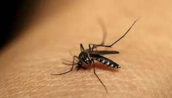 Malaria: മലപ്പുറത്ത് നാല് പേർക്ക് മലമ്പനി; നിലമ്പൂരും പൊന്നാനിയിലും മലമ്പനി സ്ഥിരീകരിച്ചു