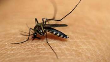 Malaria: മലപ്പുറത്ത് മലമ്പനി പടരുന്നു; പ്രതിരോധ പ്രവർത്തനങ്ങൾ ഊർജ്ജിതം, ഇതര സംസ്ഥാന തൊഴിലാളികൾക്കായി പ്രത്യേക പരിശോധന