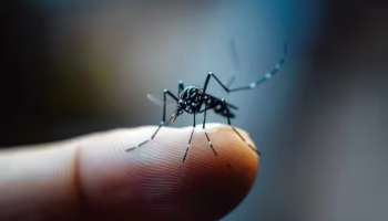 Dengue Fever: ഡെങ്കിപ്പനി ബാധിച്ചാൽ പ്ലേറ്റ്ലറ്റ് കുറയുന്നത് എന്തുകൊണ്ട്? കൗണ്ട് എങ്ങനെ വർധിപ്പിക്കാം?