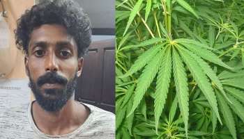 Marijuana Seized: വീട്ടു മുറ്റത്ത് കഞ്ചാവ് കൃഷി നടത്തിയ യുവാവ് എക്സൈസ് പിടിയിൽ