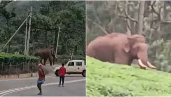 Wild Elephant: ചക്കക്കൊമ്പന് പിന്നാലെ പൂപ്പാറ ടൗണിലിറങ്ങി മുറിവാലൻ കൊമ്പൻ