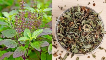 Tulsi leaves: വെറുതെ നുള്ളി കളയരുതേ.... തുളിസി ഇലയുടെ ഗുണങ്ങൾ അറിയാമോ?