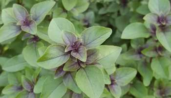 Basil Leaves: ജലദോഷവും ചുമയും പമ്പ കടക്കും... തുളസിയില ഇങ്ങനെ ഉപയോഗിക്കൂ!