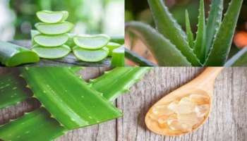 Aloe vera: കറ്റാ‍ർവാഴ ഉള്ളപ്പോൾ ആശങ്ക എന്തിനാ? എന്ത്ര വലിയ സൗന്ദര്യ പ്രശ്നവും പമ്പ കടക്കും...