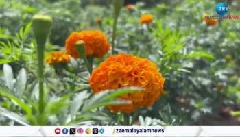 Bathery Lions Club is preparing a flower cultivation in Wayanad during Onam