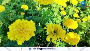 Flowers from Tamil Nadu to Kerala for Onam