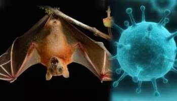 Nipah Virus: മലപ്പുറത്ത് നിപ മരണമെന്ന് സംശയം; കോഴിക്കോട്ടെ പ്രാഥമിക പരിശോധനാ ഫലം പോസിറ്റീവ്