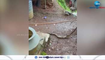 Indian Cobra viral video