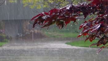 Kerala Rain Alert: സംസ്ഥാനത്ത് ഇന്നും മഴയ്ക്ക് ശമനം; നാളെ മുതൽ മഴ കനക്കും!