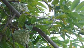 Custard Apple: ദന്താരോഗ്യം ഈ ഇലകളിൽ ഭദ്രം; അറിയാം ഗുണങ്ങൾ