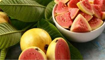 Guava Health Benefits: അമ്പമ്പോ പേരയ്ക്ക ഇത്ര പവർഫുളായിരുന്നോ? ​ഗുണങ്ങൾ അറിയണ്ടേ!