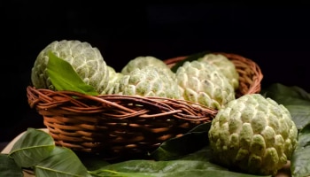 Custard Apple Benefits: സീതപ്പഴം ദിവസവും കഴിക്കാമോ? ​ഗുണങ്ങൾ എന്തൊക്കെ?