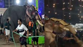 Elephant Attack: തിരൂർ പുതിയങ്ങാടിയിൽ ആന ഇടഞ്ഞു; ഒരാളെ തൂക്കിയെറിഞ്ഞു!